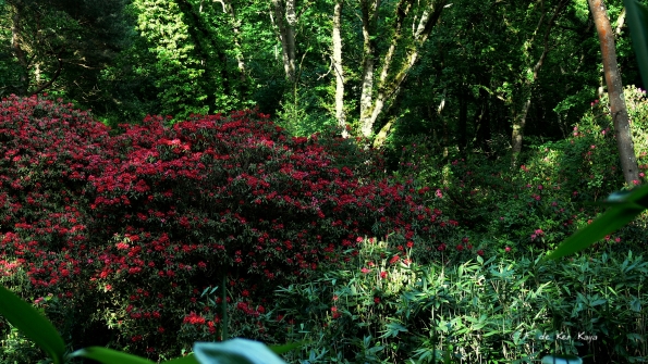 Bois des Moutiers (38) Juin 2012